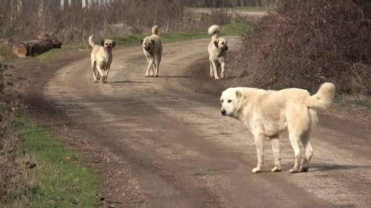 Altındağ'da 6 Yaşındaki Kız Çocuğu Köpek Saldırısında Ölü Bulundu 1 image_editor_output_image-795707370-1739302019634