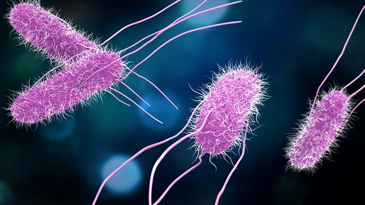 Salmonella Tehlikesi: Gıda Zehirlenmesine Karşı Nasıl Korunabilirsiniz? 1 image_editor_output_image1463063254-1740502393221