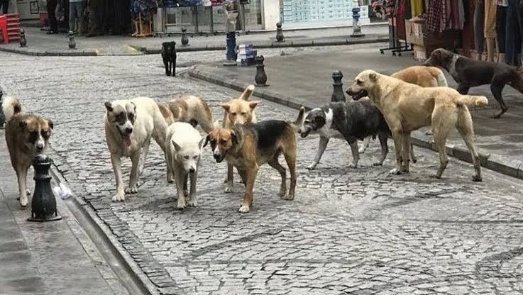 Konya'da Sahipsiz Köpek Saldırısı: 13 Yaşındaki Çocuk Kalçasını Kırdı 1 image_editor_output_image1707666471-1741458757422