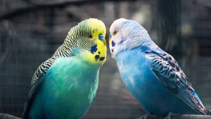 Muhabbet Kuşlarının Beyni İnsan Beynine Benziyor 1 image_editor_output_image2063415679-1742503177174